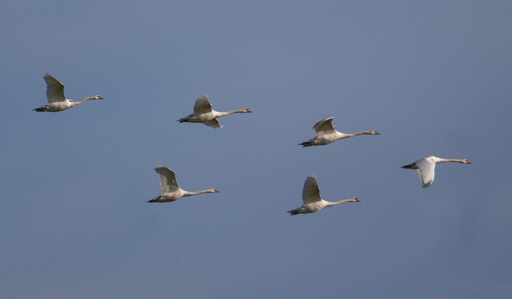 Six cygnes