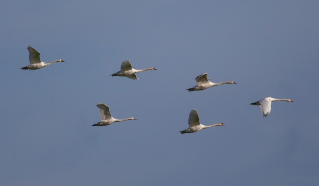 Six cygnes