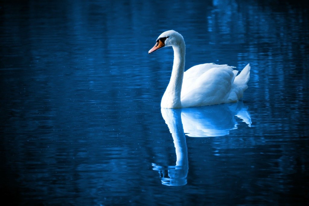 Cygne