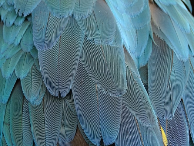Plumage