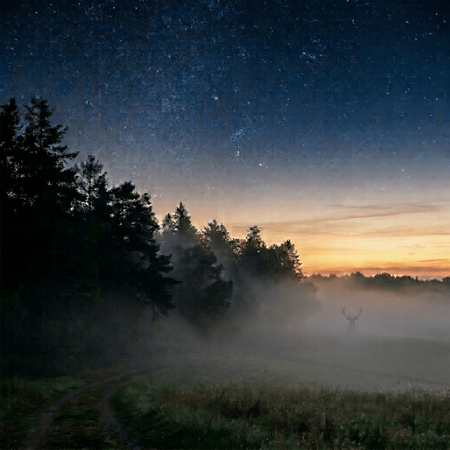 Misty forest path winding through trees under a star-filled sky at dusk